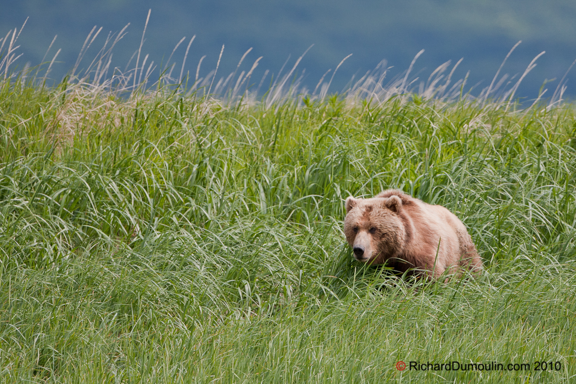 OURS GRIZZLY